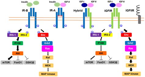 The Roles Of The Igf Axis In The Regulation Of The Metabolism Interaction And Difference