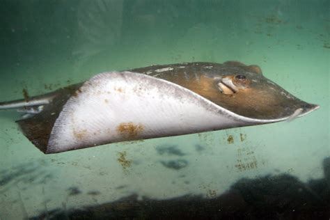 Stingray S Protruding Eyes Mouth Aid Swimming Efficiency