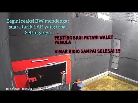 Reaksi Burung Walet Mendengar Suara Tarik LAR Yang Pas YouTube