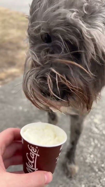 First Pup Cup Youtube