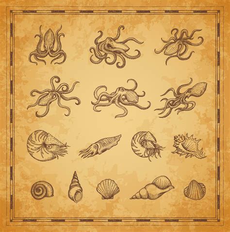 Octopus, coral and shellfish mollusc sketches 23518531 Vector Art at ...