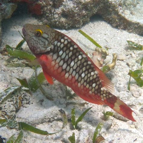 Stoplight parrotfish juvenile | East of the Equator | M&M