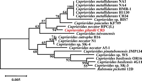 Rooted Phylogenetic Tree Based On 16s Rrna Gene Sequence Similarity Of