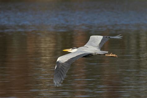 White Bird Flying · Free Stock Photo