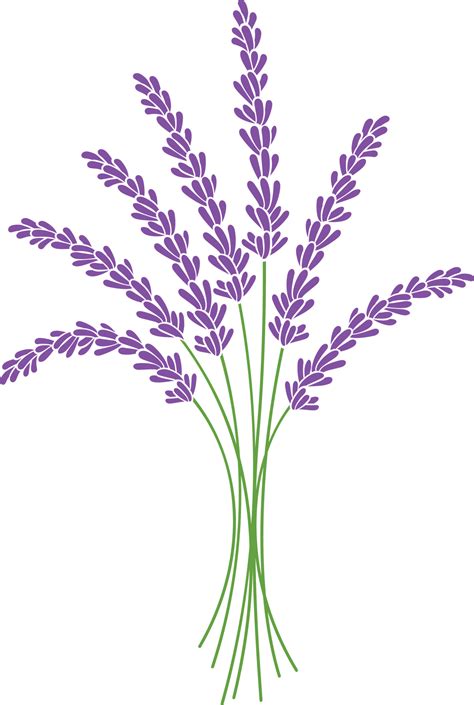 Lavender Plant Bouquet Png