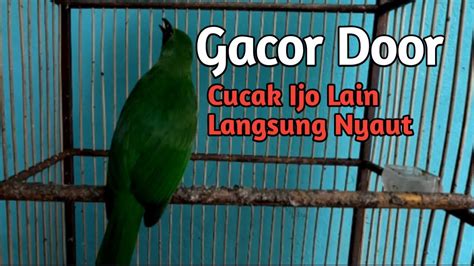 Pancingan Cucak Ijo Bikin Cucak Ijo Lain Langsung Nyaut YouTube