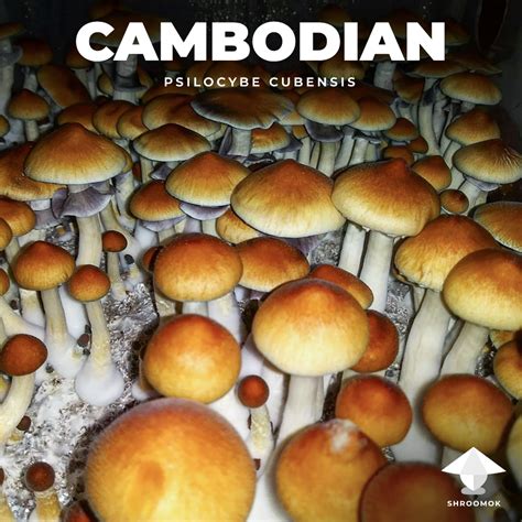 Cambodian Gallery On Shroomok