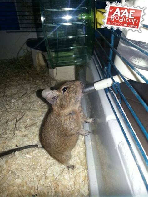 AAE Cerco Casa Siamo Dei Degu Del Cile Fino A Qualche Giorno Fa