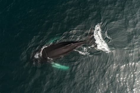 Whale Jumping Above Sea Water · Free Stock Photo