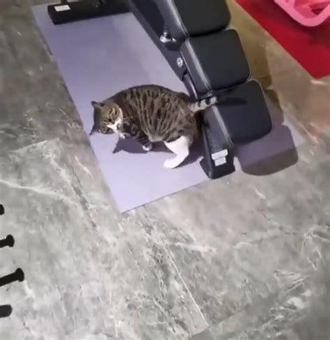 Un gato hizo una rutina de ejercicios y el video se viralizó en Tik Tok