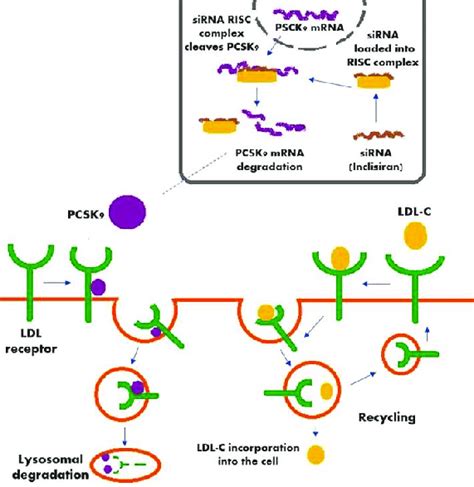 Major Concepts In Treatment With Bempedoic Acid And Off