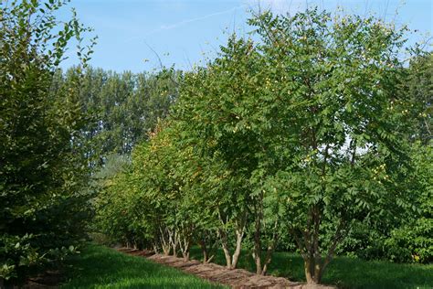 Koelreuteria Paniculata Chinese Vernisboom Blazenboom Lampionboom