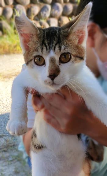 活動紹介 飛騨高山の猫とふれあえる癒やし空間、開放型保護猫シェルターにゃんliving 里親募集中