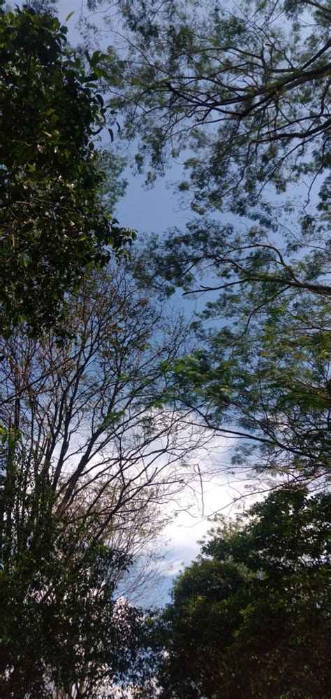 Blue Sky Nature Tree Leaf Trees Leaves Summer Spring Indonesia