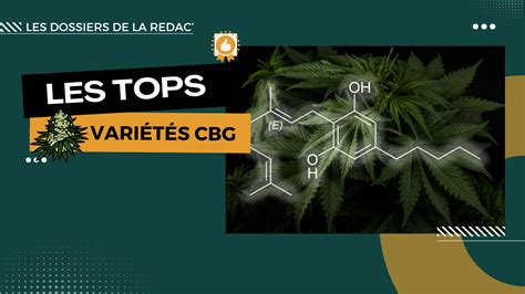 Les Meilleures Fleurs Cbg Testeur De Cbd Avis Et Critiques De