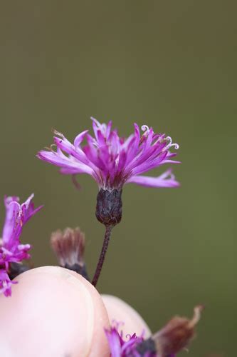 Giant Ironweed Subspecies Vernonia Gigantea Gigantea INaturalist Canada