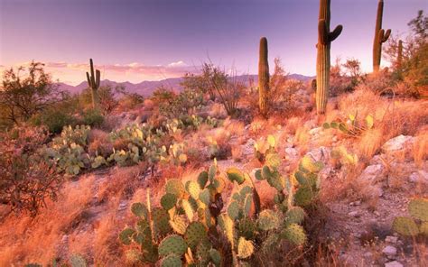 Saguaro National Park - National Land Conservation