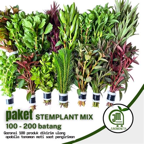 Jual Paket Tanaman Aquascape Mix 100 Batang Tanaman Aquascape Tanpa