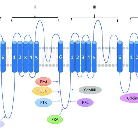 Schematic Representation Of Cav Pore Forming Subunit Showing