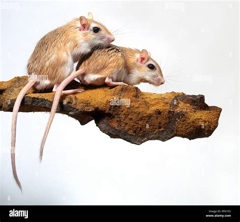 Female gerbils hi-res stock photography and images - Alamy