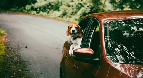 El perro revoluciona el turismo español: los viajes con mascota se