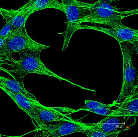 Microscopy Images | St. Lawrence University Digital Collections