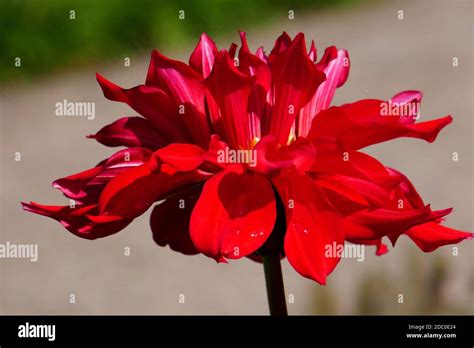 Red And White Striped Dahlias Hi Res Stock Photography And Images Alamy