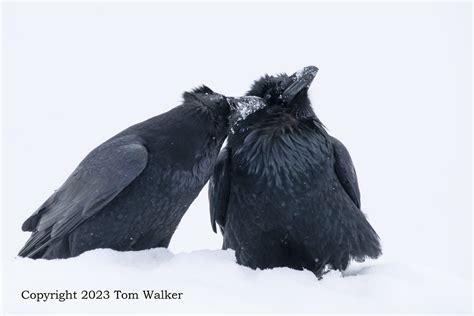 Alaska Raven Pair | Photo | Tom Walker Photographer