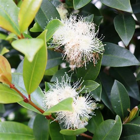 Syzygium Australe Hinterland Gold Warners Nurseries