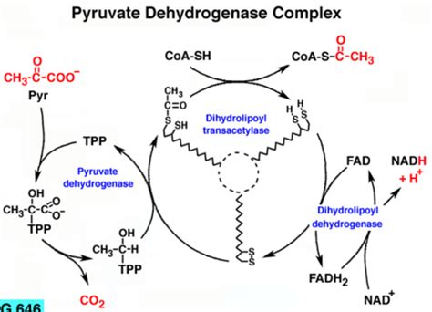 Lecture 16 Tca Cycle Flashcards Quizlet