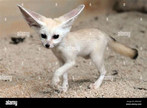 Fennec Fox Cub Hi Res Stock Photography And Images Alamy