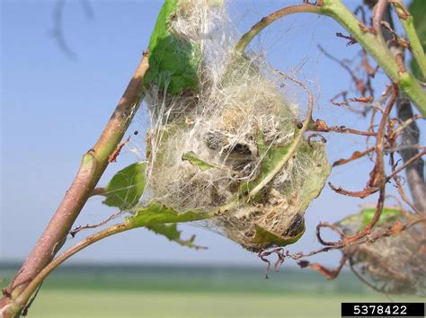 Brown Tail Moth Euproctis Chrysorrhoea Forest Research