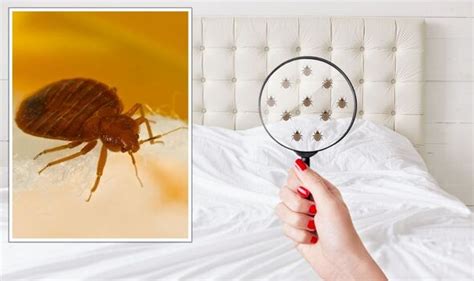 How To Get Rid Of Bed Bugs Three ‘natural Home Remedies To