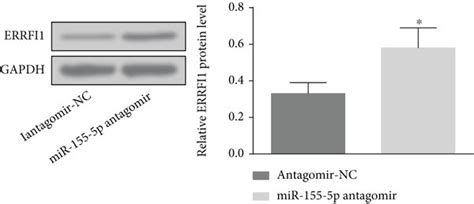 Mir P Targets Errfi A And B Rt Qpcr And Western Blot Detected