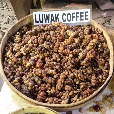 Kopi Luwak: The Civet Coffee Visit in Bali - CoffeeSphere