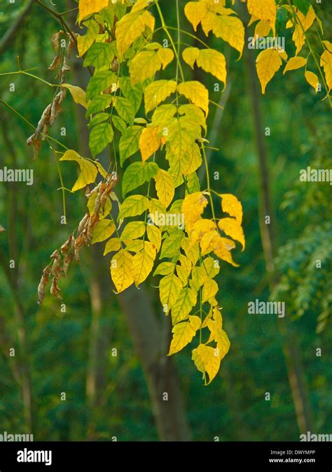 Millingtonia Hortensis Indian Cork Tree Tree Jasmine Stock Photo Alamy