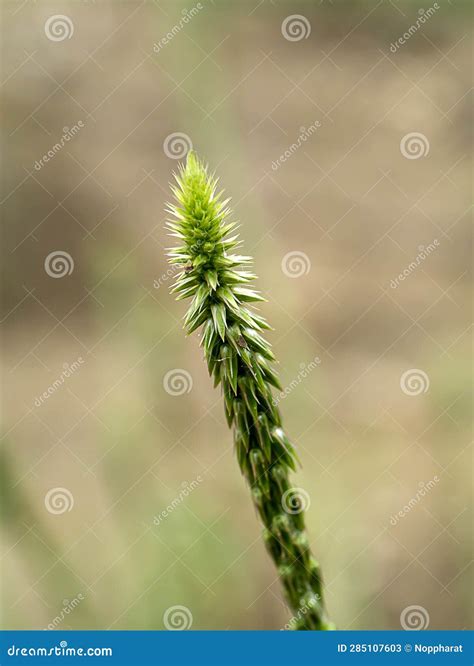 The Flower of Achyranthes Aspera Plant Stock Image - Image of tropical ...