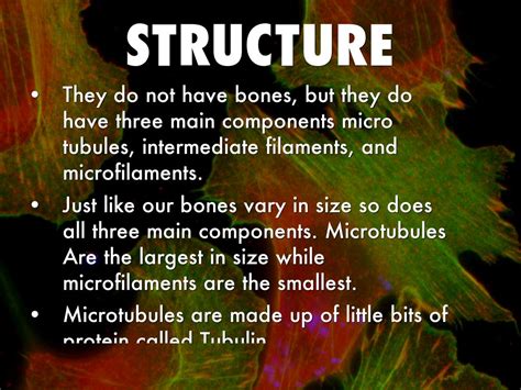 Cytoskeleton By Mara Gustafson