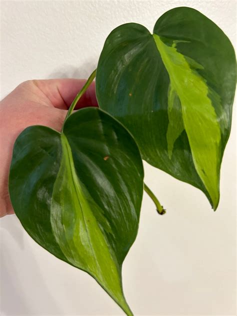 Rare Brazilian Philodendron Scandens Brazil Trailing Variegated