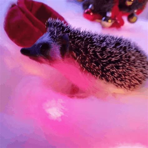 Hedgehog GIF - Hedgehog - Discover & Share GIFs