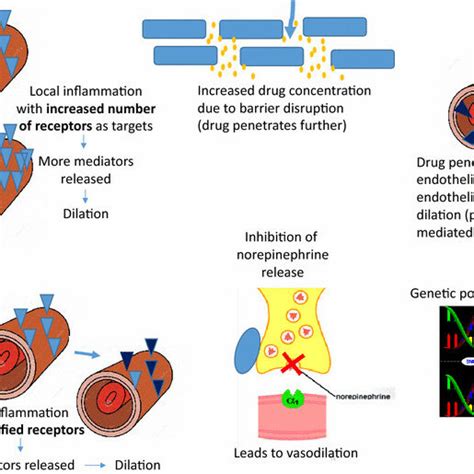 Rosacea Schematic Representation Of Possible Mechanisms That