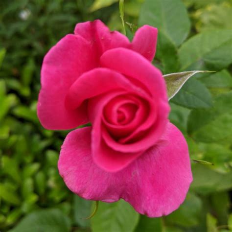 Rosa Fryrisky Syn Rosa All My Loving Rose All My Loving Hybrid Tea Uploaded By