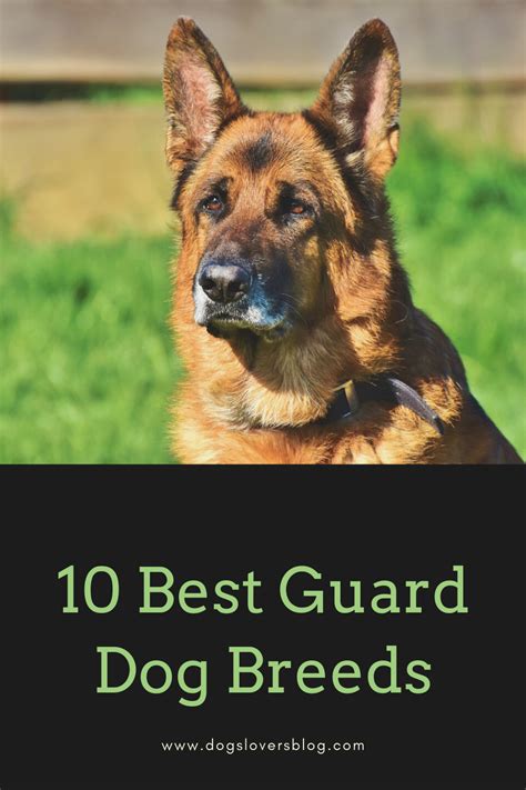 10 Best Guard Dog Breeds The Best Watchdogs For Protection