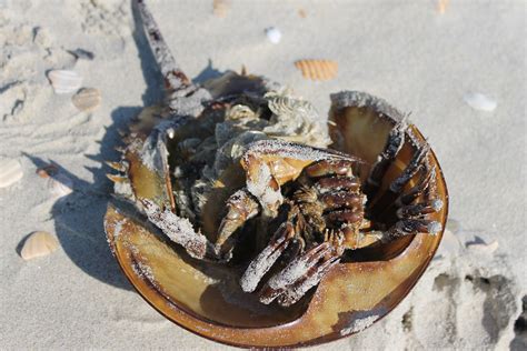 Ocracoke Island Shelling Horseshoe Crab Stranded On Purpose Flickr