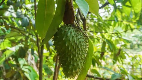 Daun Sirsak Untuk Kesehatan Kenali Manfaat Dan Efek Samping Hot