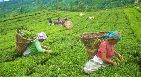 Tea Farmers In Mood Of Quitting Tea Farming Nepalese Voice