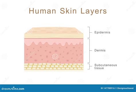 Skin And The Layers Royalty-Free Stock Photography | CartoonDealer.com ...