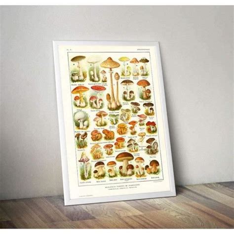 Poster Affiche Champignons Tableau variété650 Cdiscount Maison