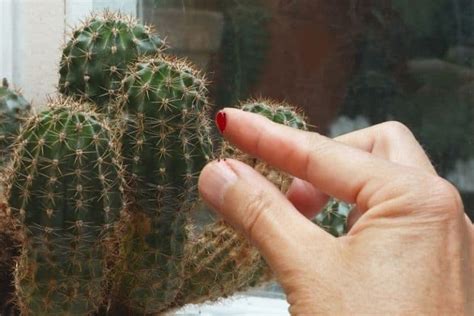 7 Poisonous Cacti Varieties You Should Be Aware Of Succulent Alley