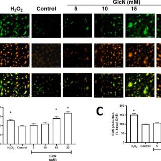 Glcn Decreases Cell Viability In Human Dermal Microvascular Endothelial